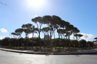 the pines of Rome