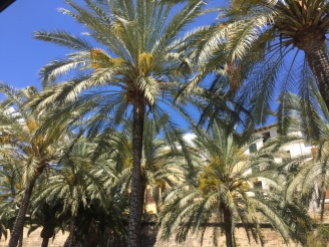 Palma's palms