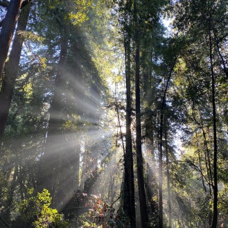 cali redwoods